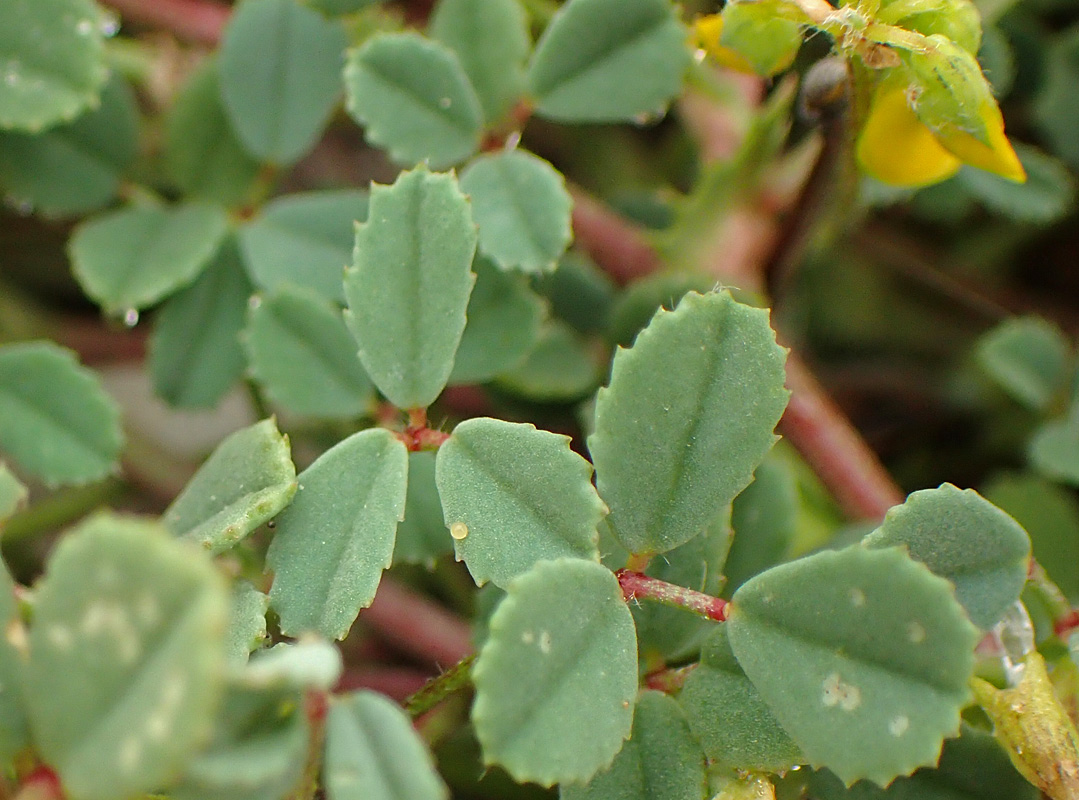 Image of Trigonella corniculata ssp. balansae specimen.