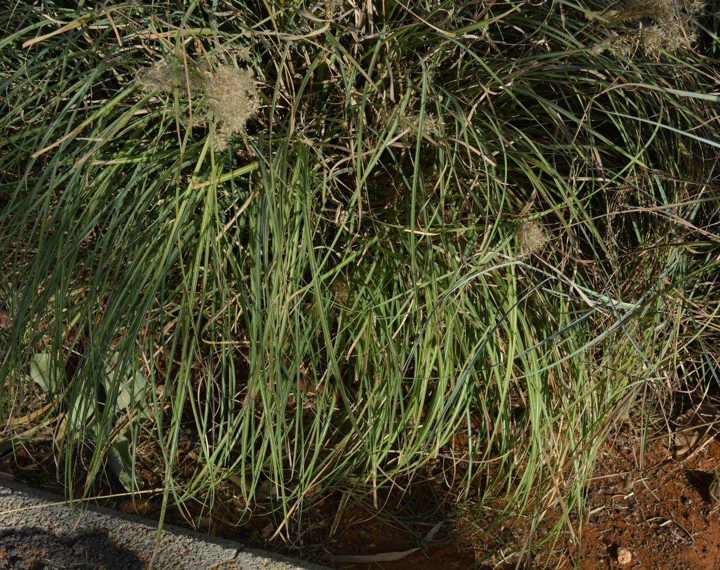 Image of genus Miscanthus specimen.