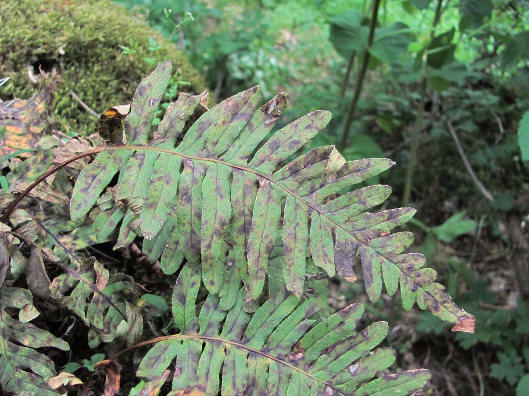 Image of Polypodium vulgare specimen.