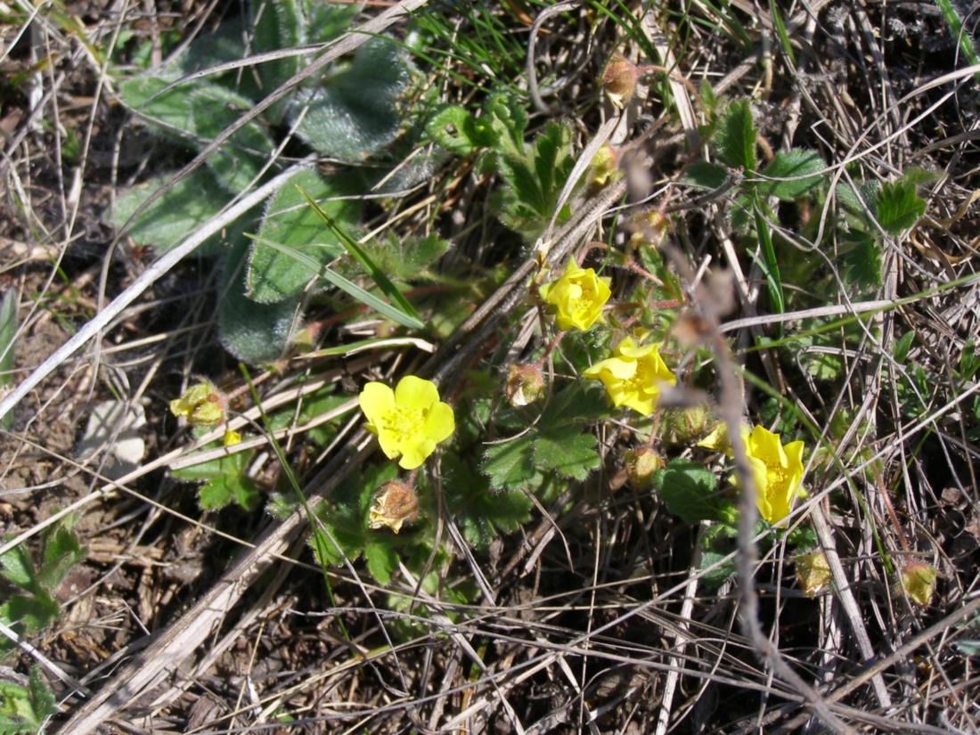 Image of Potentilla depressa specimen.