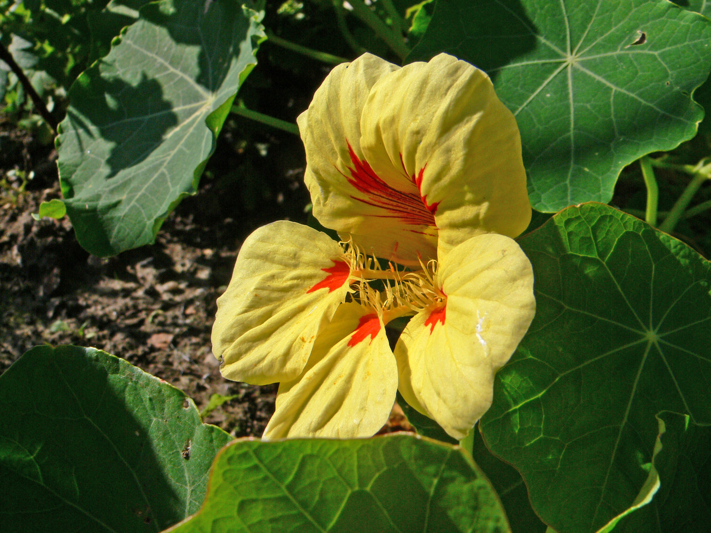 Изображение особи Tropaeolum majus.