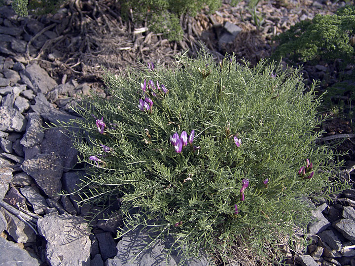 Image of Astragalus pachyrrhizus specimen.