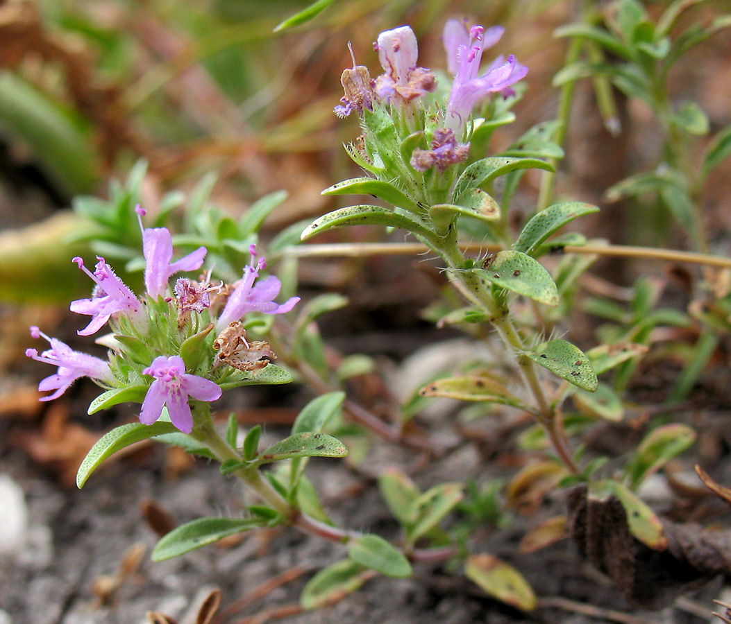 Изображение особи Thymus bashkiriensis.