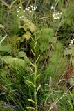 Erigeron annuus