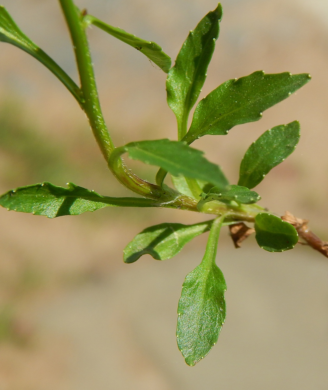 Image of Campanula rotundifolia specimen.