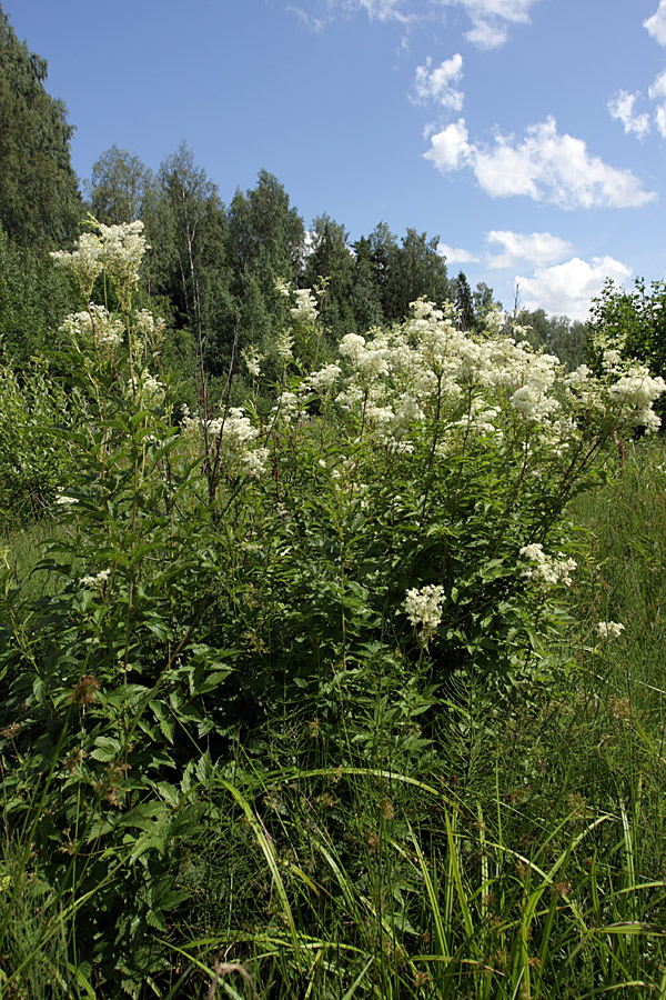 Image of Filipendula ulmaria ssp. denudata specimen.