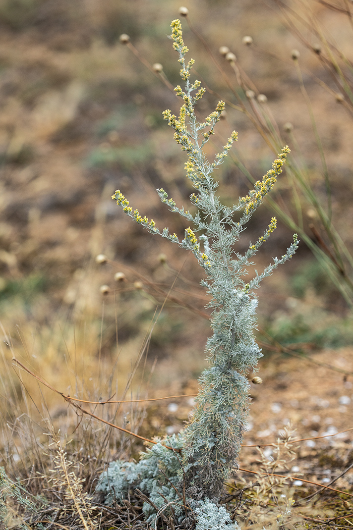 Изображение особи Artemisia santonicum.