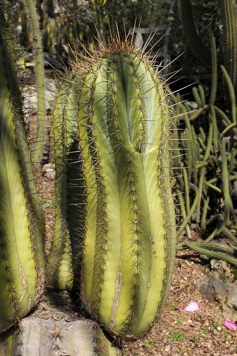 Image of Trichocereus terscheckii specimen.