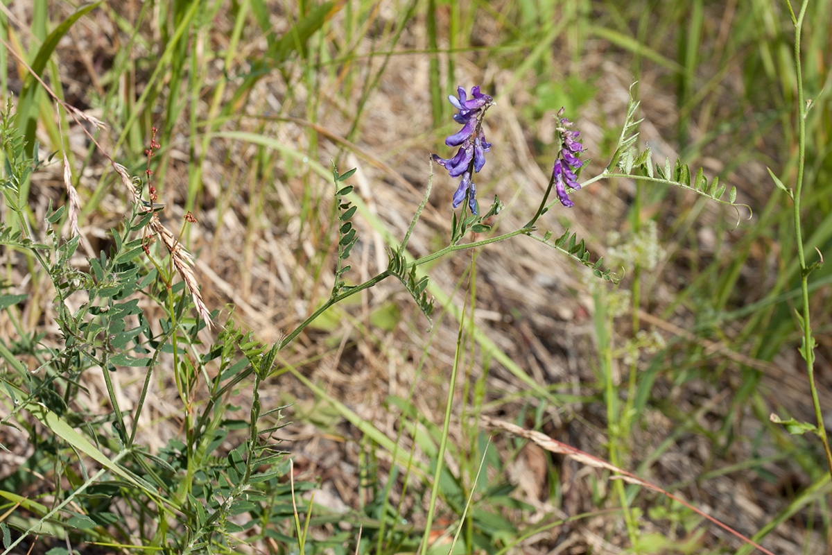 Image of Vicia cracca specimen.