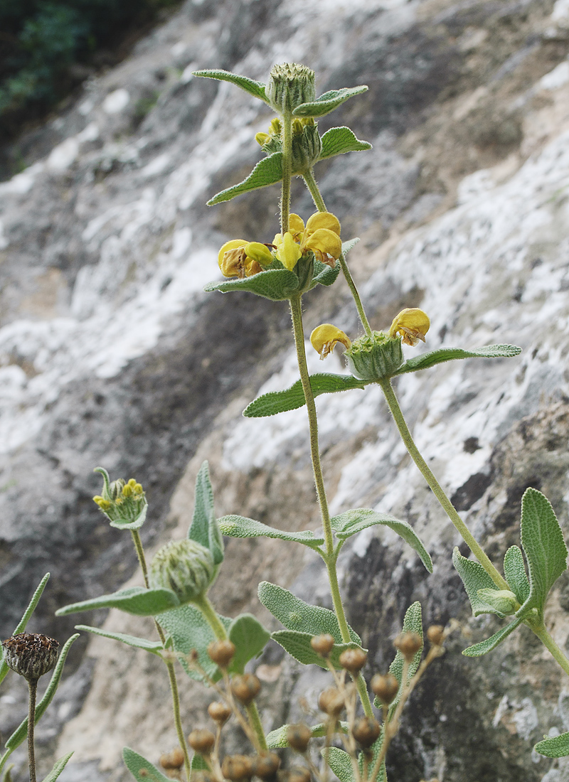 Image of genus Phlomis specimen.