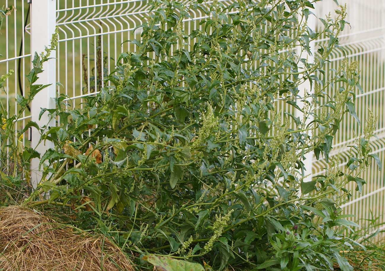 Image of Atriplex sagittata specimen.