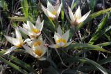 Tulipa turkestanica