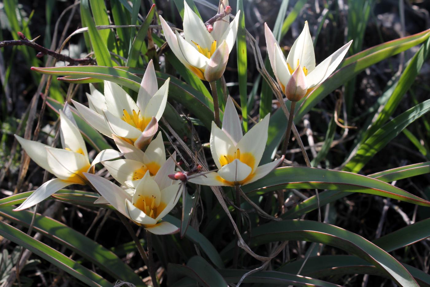 Image of Tulipa turkestanica specimen.