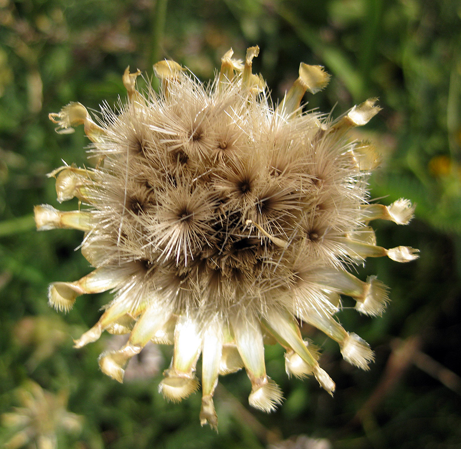 Image of Centaurea orientalis specimen.