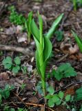 Convallaria majalis