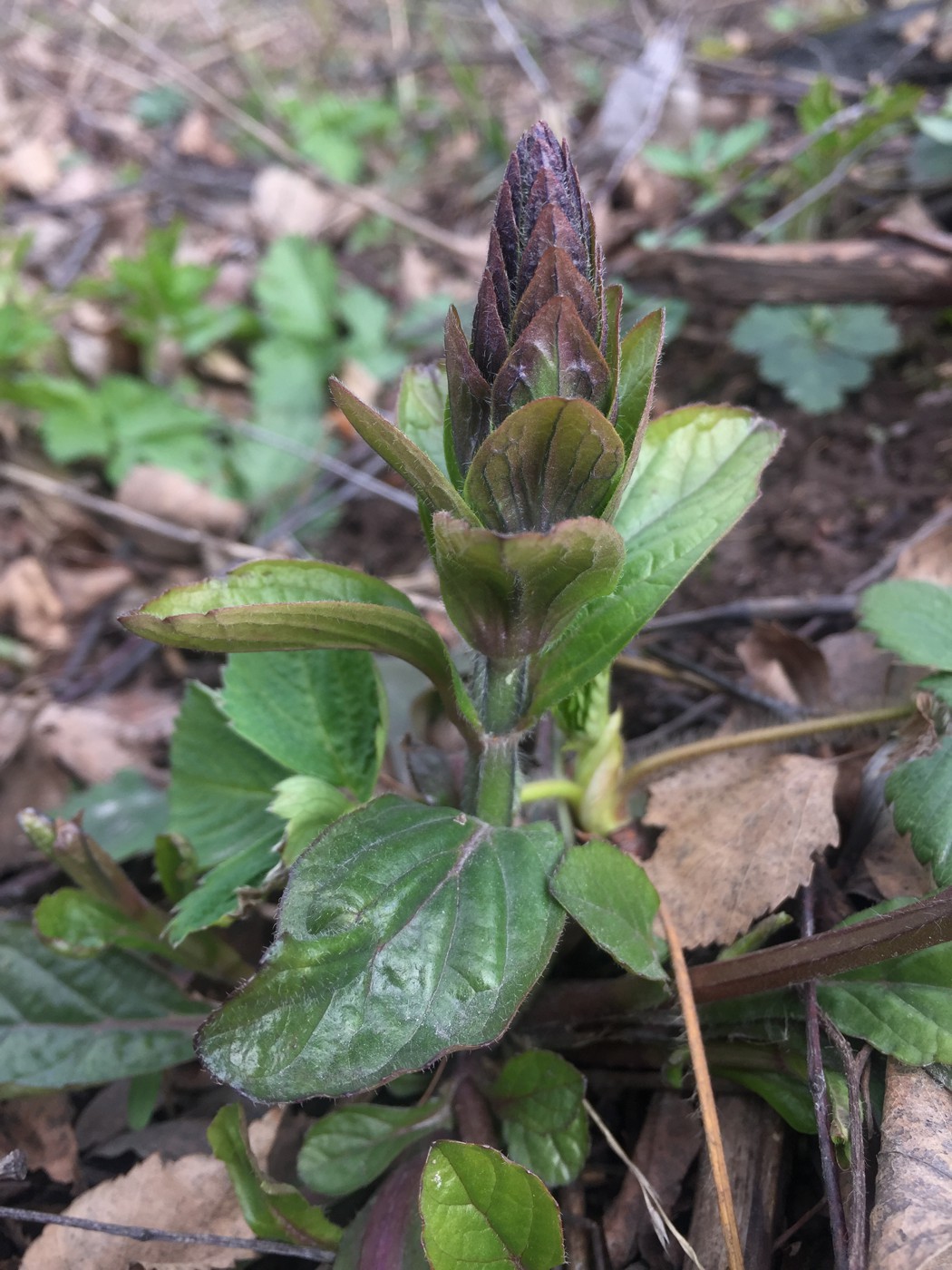 Image of Ajuga reptans specimen.