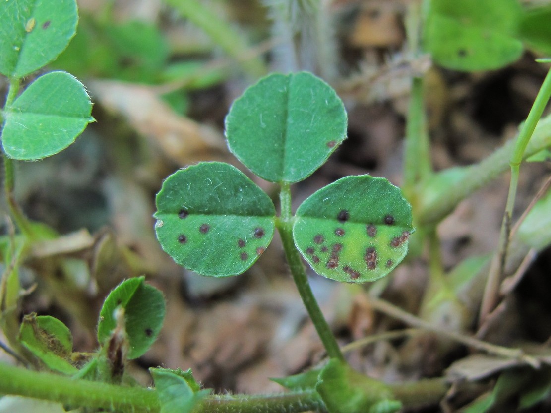 Image of Medicago lupulina specimen.