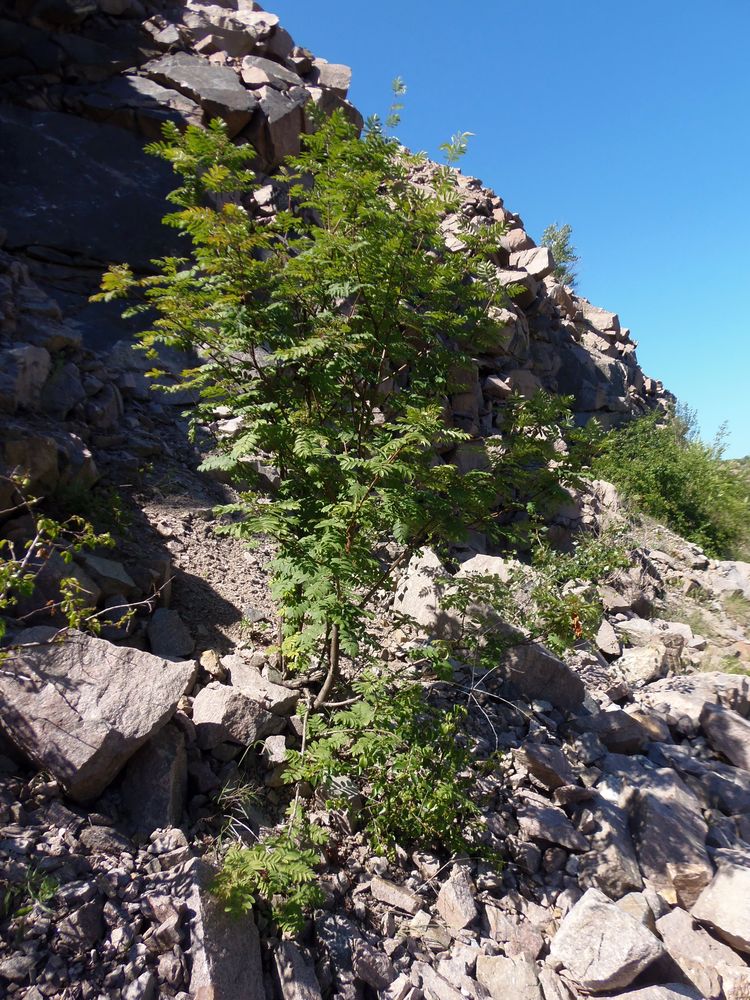 Image of Sorbus aucuparia specimen.