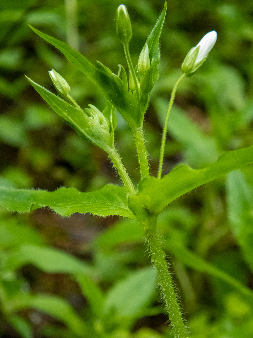 Изображение особи Stellaria nemorum.