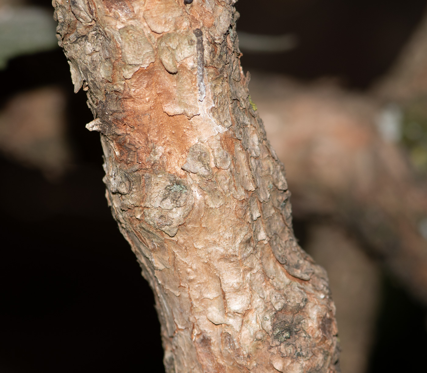 Image of genus Fuchsia specimen.