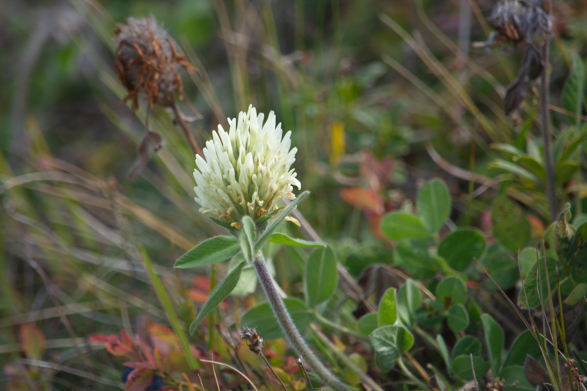 Изображение особи Trifolium canescens.