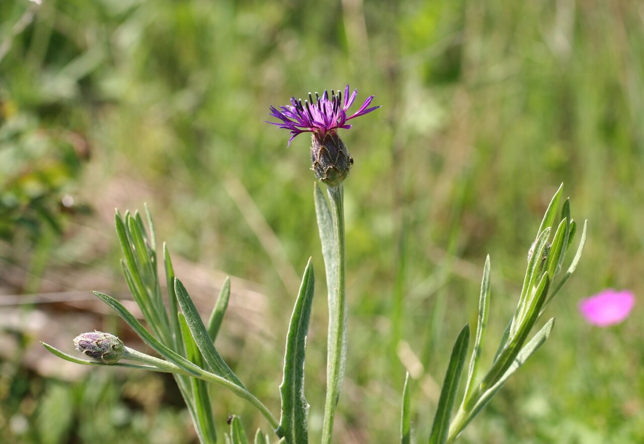 Image of Centaurea cyanomorpha specimen.