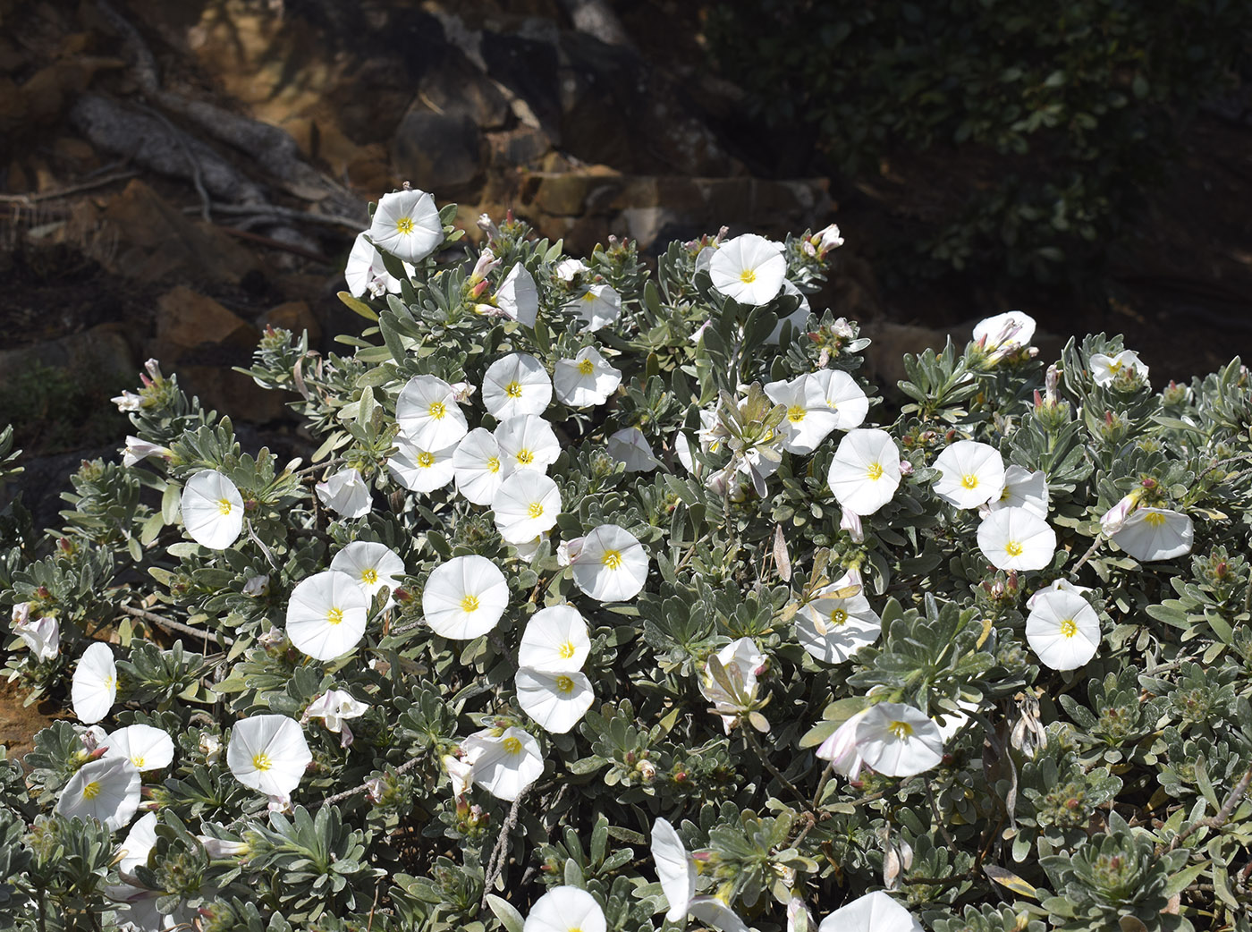 Image of Convolvulus cneorum specimen.