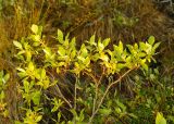 Salix pulchra