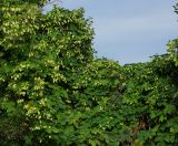 Humulus lupulus