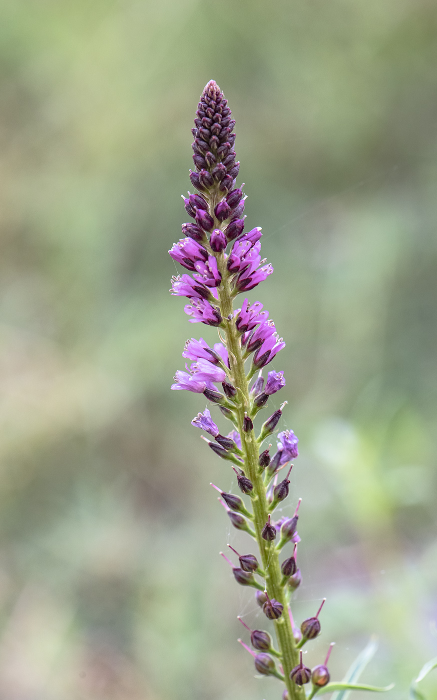 Image of Lysimachia dubia specimen.