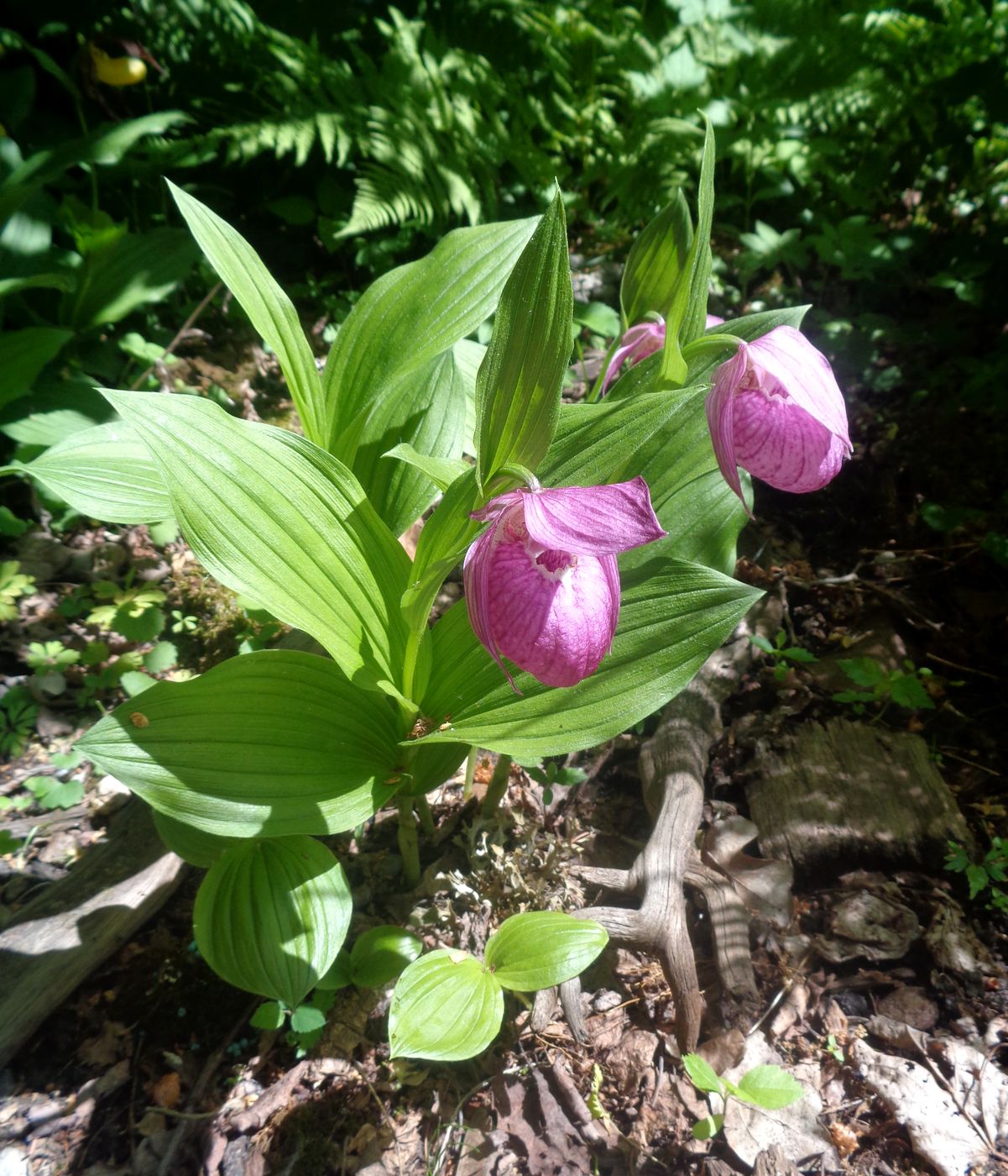 Изображение особи Cypripedium macranthos.