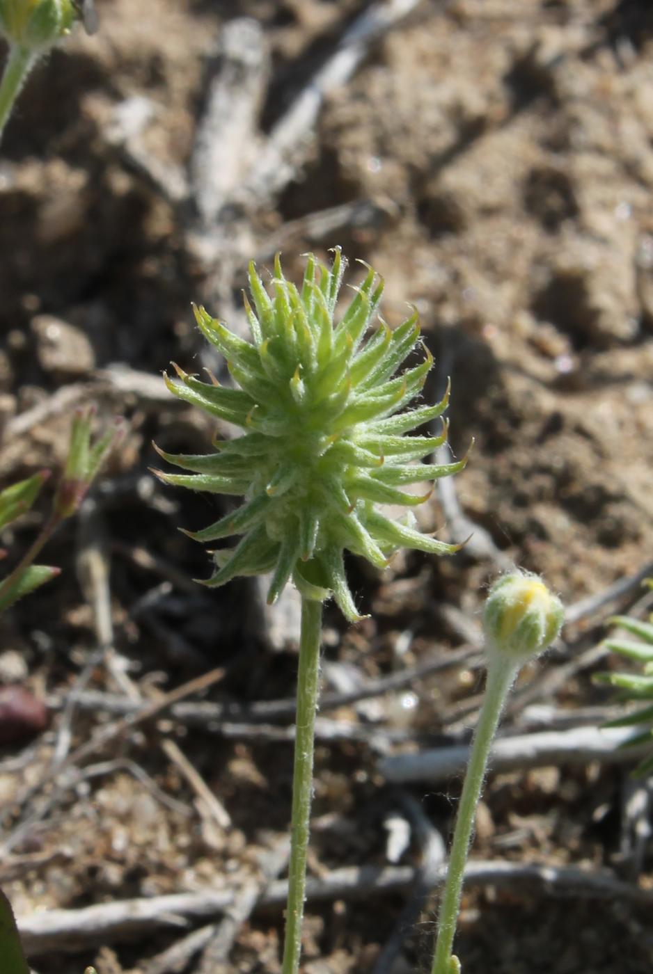 Image of Ceratocephala incurva specimen.