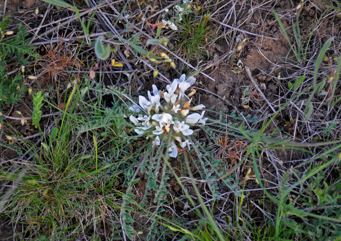 Изображение особи Astragalus testiculatus.