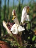 Pedicularis sylvatica. Цветок. Нидерланды, провинция Drenthe, национальный парк Drentsche Aa, заказник Eexterveld, вересковая пустошь. 21 мая 2011 г.