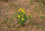 Senecio vernalis. Цветущее растение. Калмыкия, Черноземельский р-н, окр. пос. Артезиан, песчаный склон. 21.04.2021.