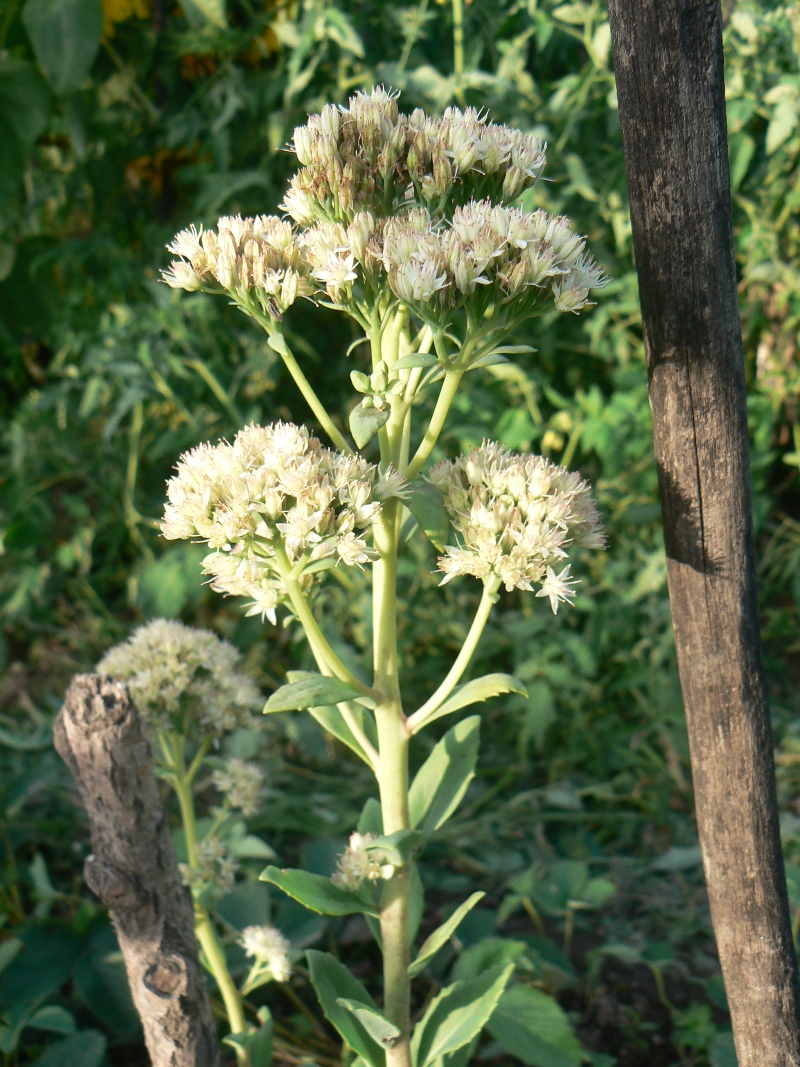 Image of Hylotelephium pallescens specimen.