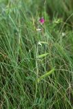 Vicia angustifolia. Побег с цветками и завязавшимися плодами. Белоруссия, Витебская обл., окр. пос. Езерище, суходольный луг. 17.06.2010.