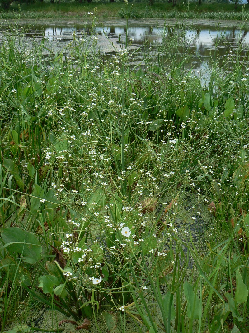 Image of Alisma orientale specimen.