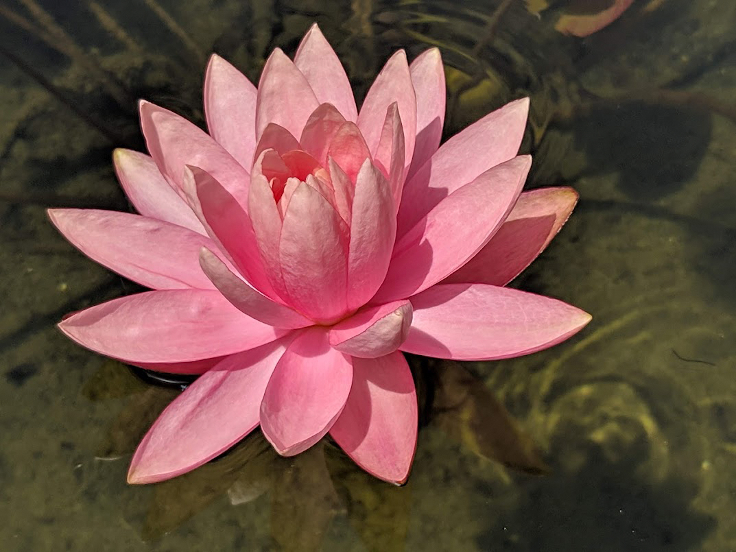 Image of Nymphaea odorata specimen.