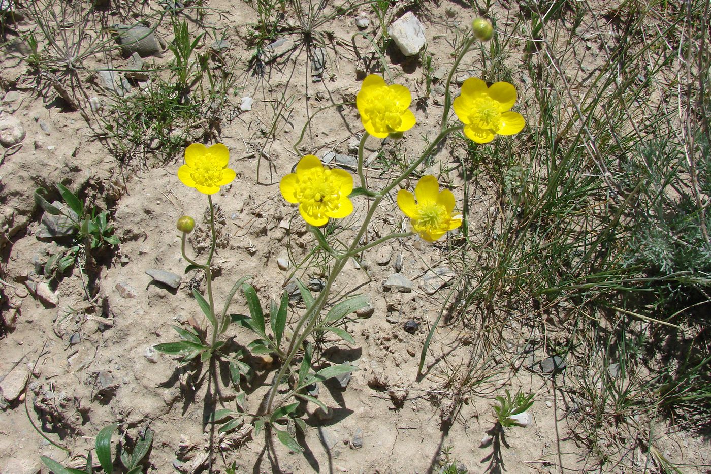 Image of Ranunculus sewerzowii specimen.