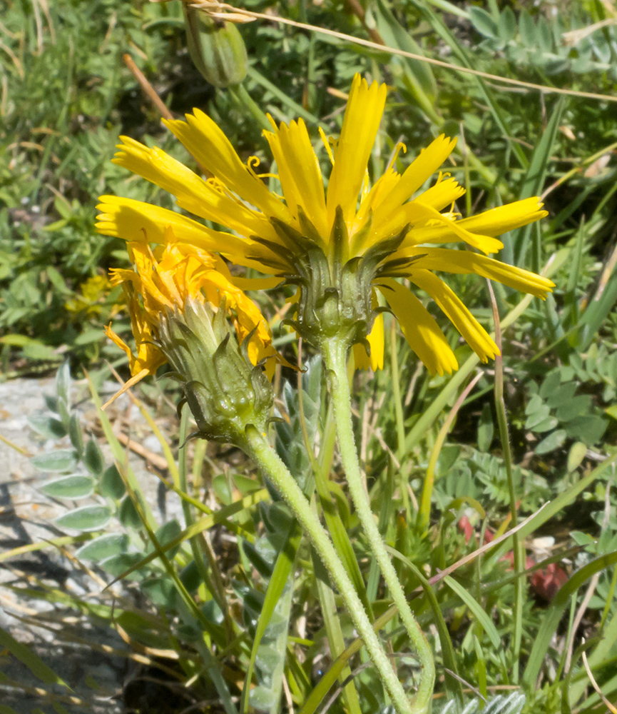 Image of genus Hieracium specimen.