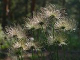 genus Pulsatilla