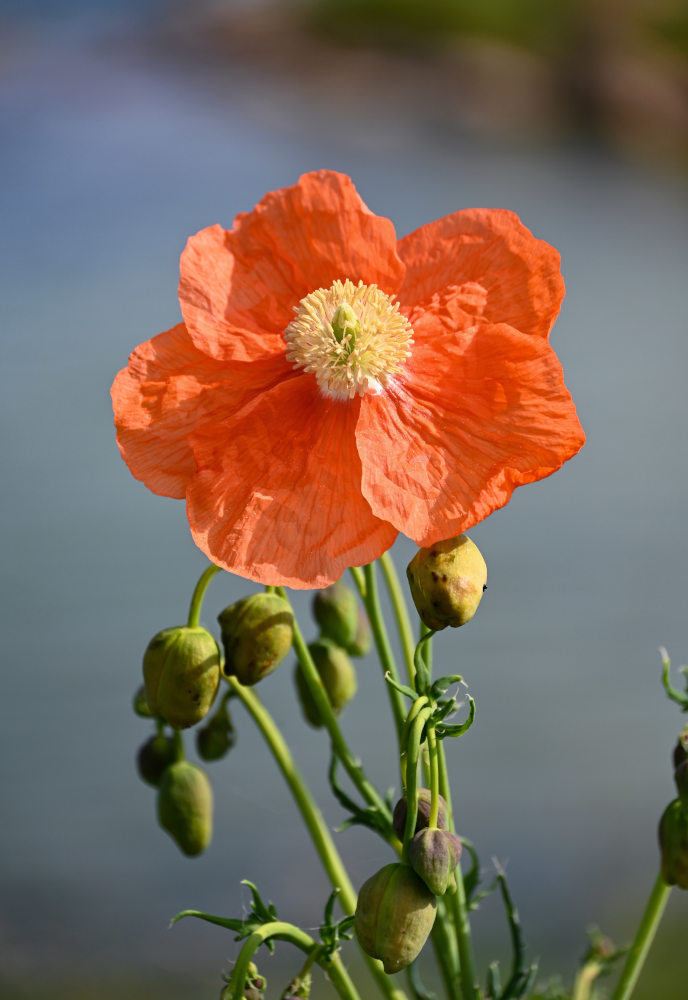 Image of Papaver armeniacum specimen.