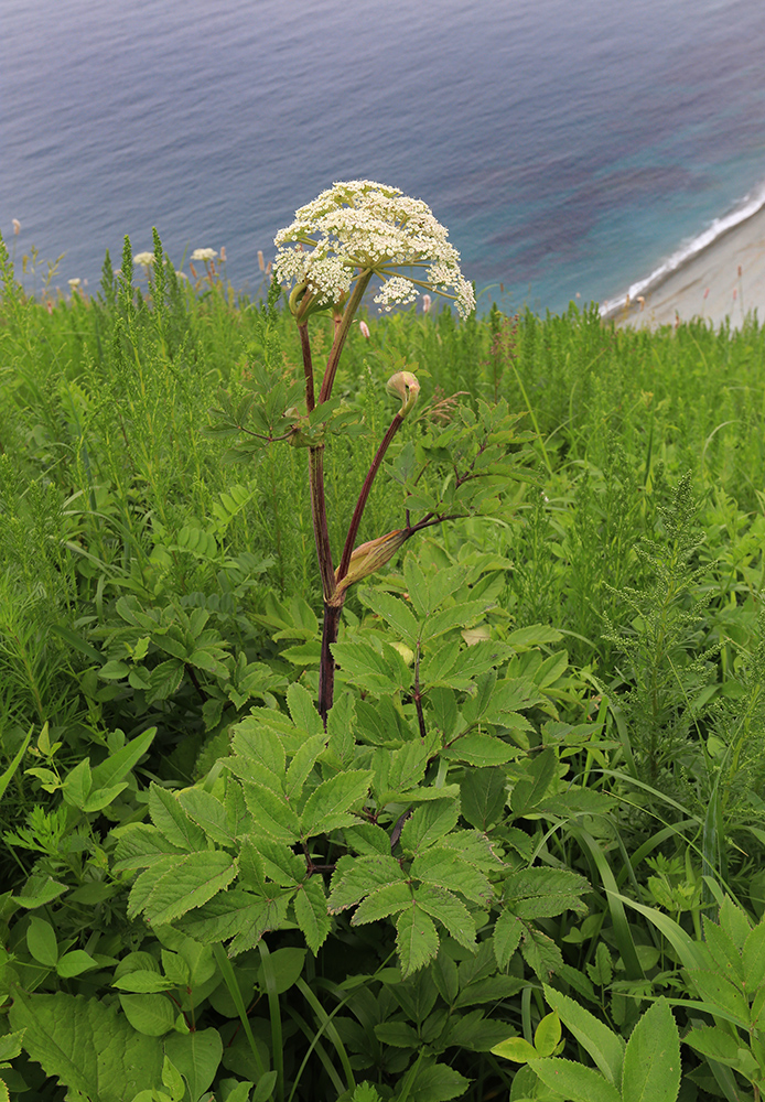 Image of Angelica cincta specimen.