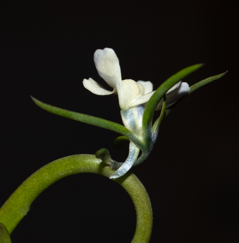 Image of Linaria chalepensis specimen.