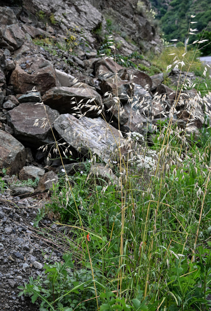 Image of genus Avena specimen.