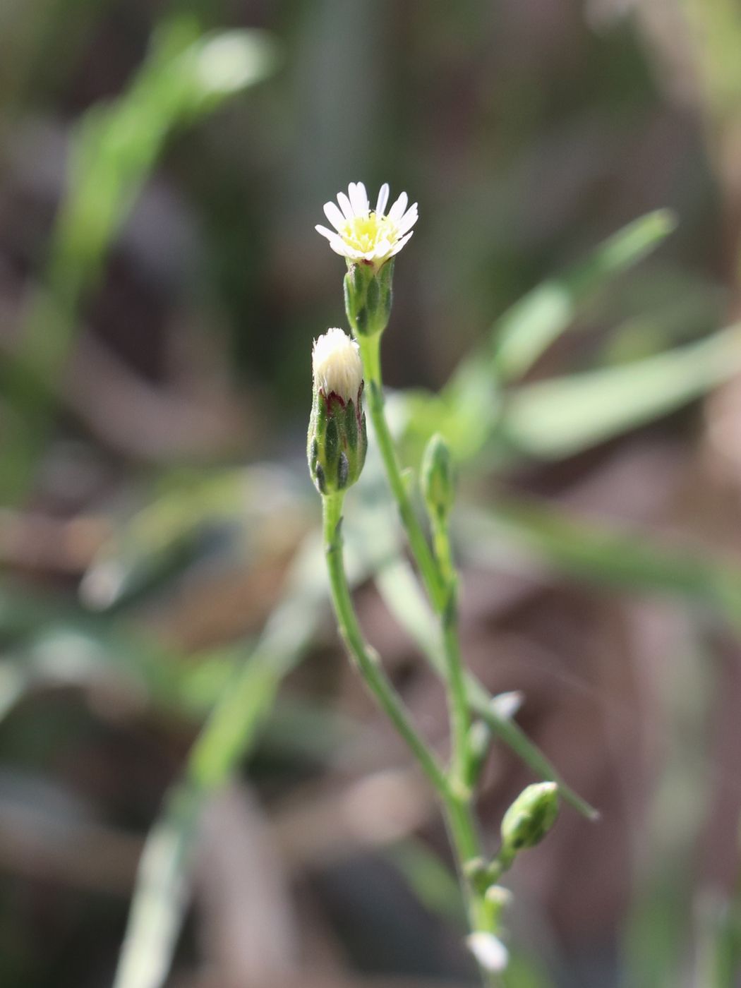 Image of Symphyotrichum subulatum specimen.