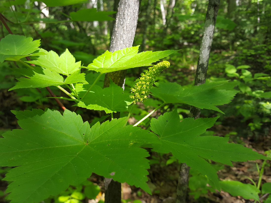 Image of Acer ukurunduense specimen.