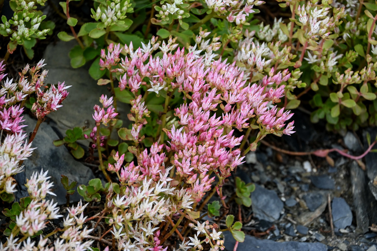 Image of Sedum oppositifolium specimen.