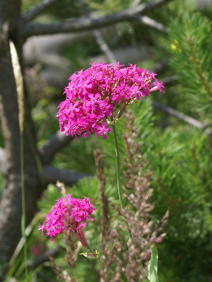 Изображение особи Silene compacta.